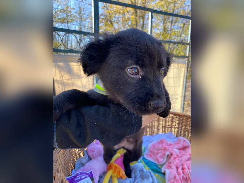 FINA - Kleine Welpin sucht ihre Für immer Menschen