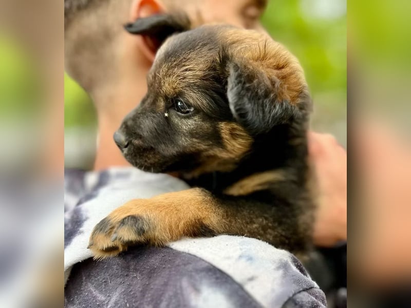 BONNY - Kleines Hundemädchen mit großem Herzen sucht ihr Glück