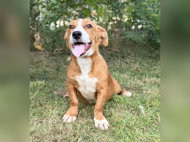 YELLINA - Junge Hundedame voller Energie und Lebensfreude sucht ihr Glück