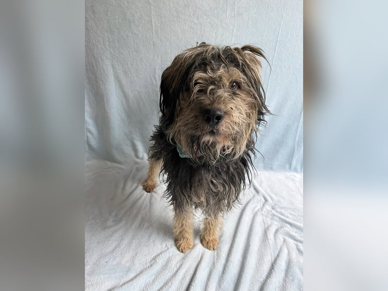 ZUMA - Sanfter, verspielter Hundejunge sucht seine zweite Chance