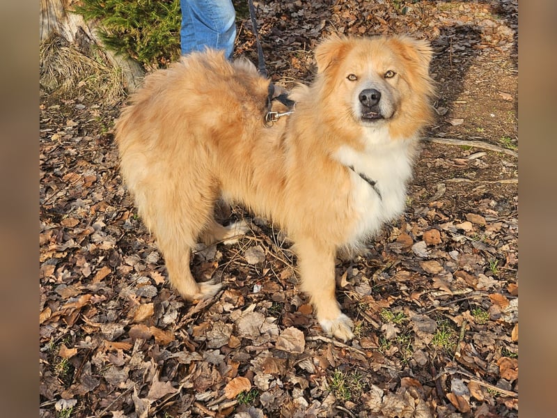 Kenzo sucht seine Menschen