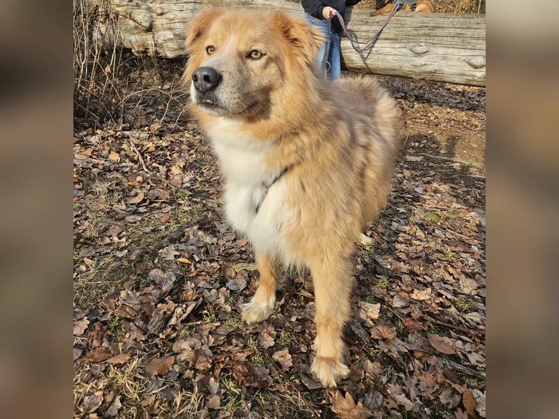 Kenzo sucht seine Menschen