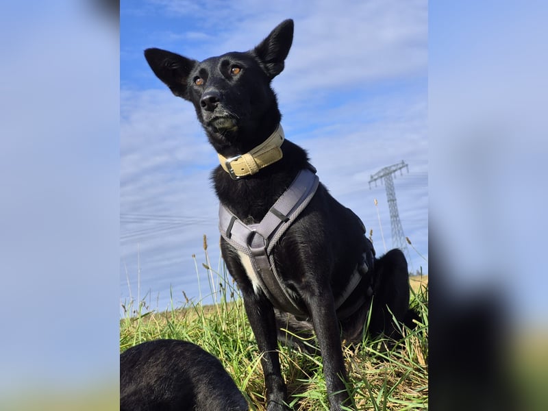 Maxi sucht ein neues Zuhause
