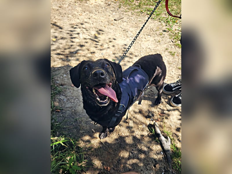 Pixie sucht ein neues Zuhause