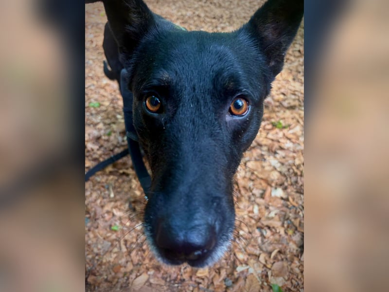 Maxi sucht ein neues Zuhause
