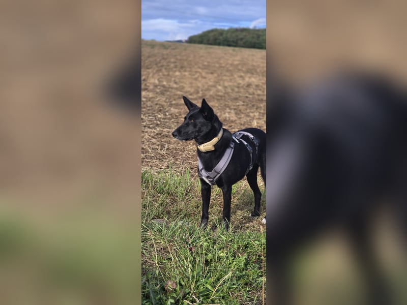 Maxi sucht ein neues Zuhause