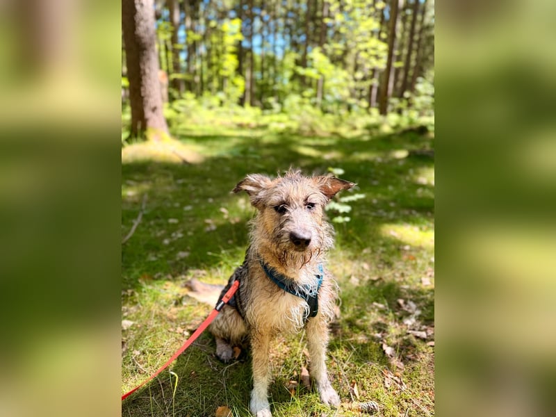Isa sucht ein neues Zuhause