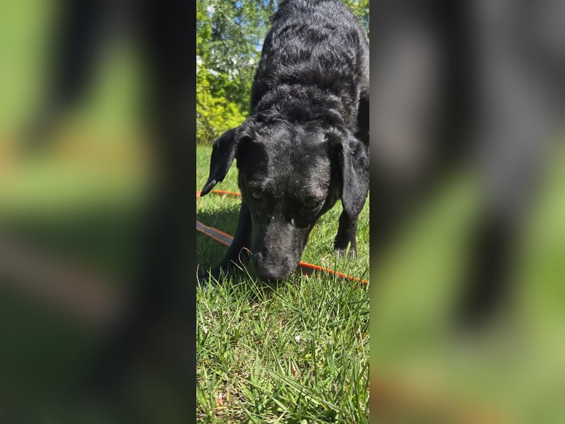 Pixie sucht ganz dringend ein neues Zuhause