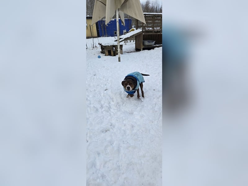 Dexter sucht ein neues Zuhause