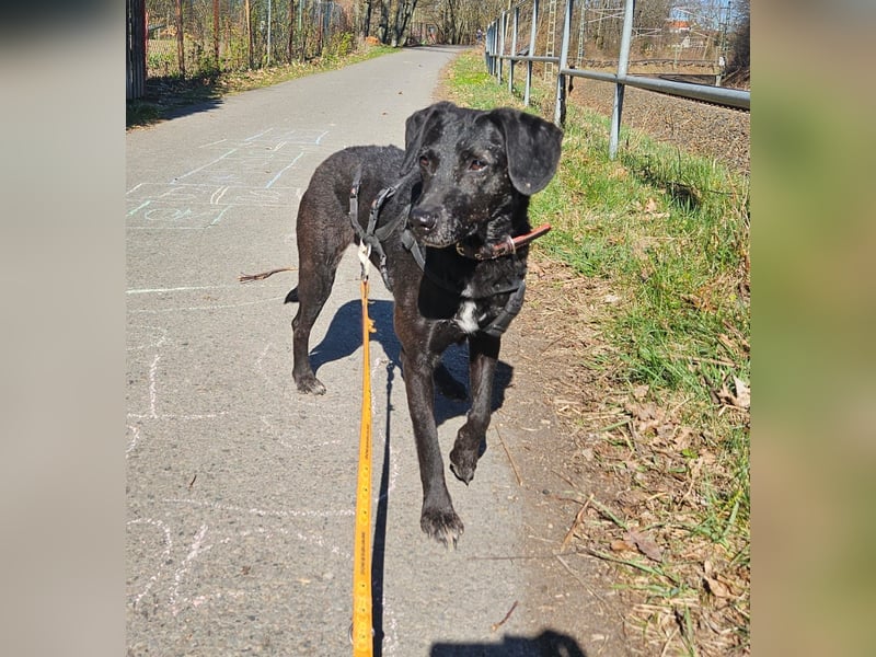 Pixie sucht ein neues Zuhause