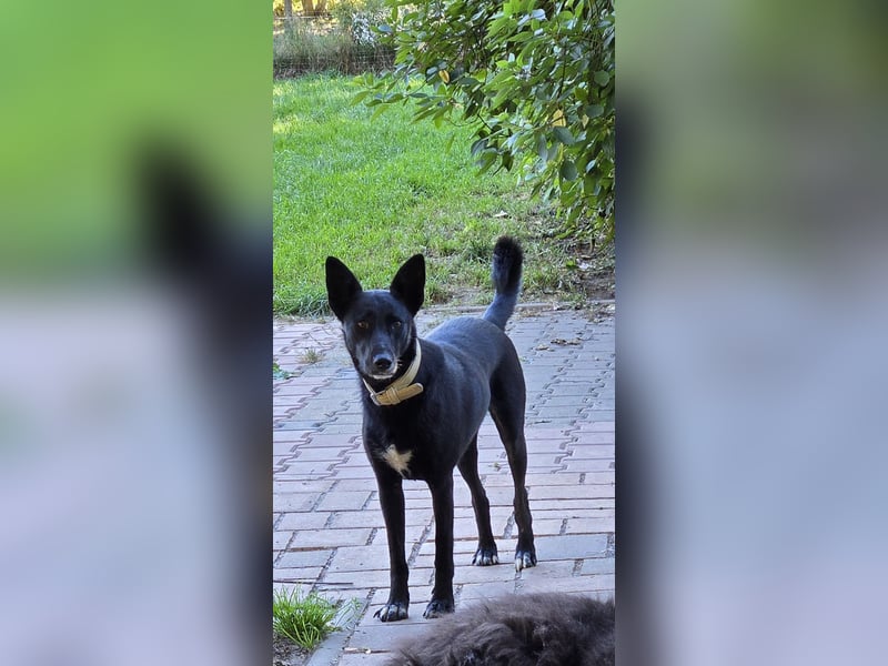 Maxi sucht ein neues Zuhause