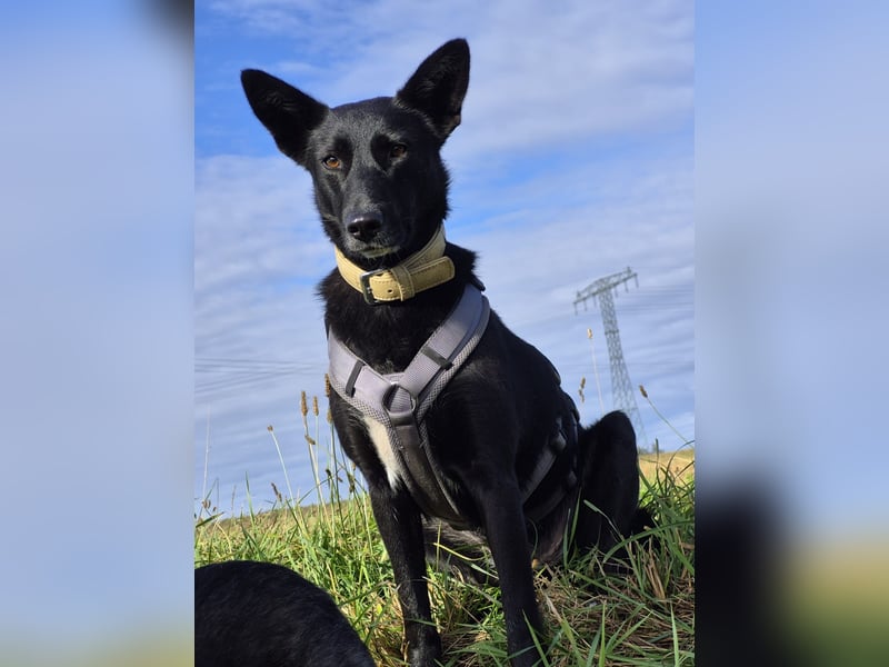 Maxi sucht ein neues Zuhause