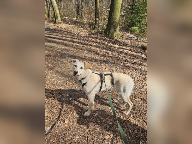 Melody sucht ein neues Zuhause