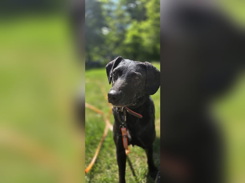 Pixie sucht ganz dringend ein neues Zuhause