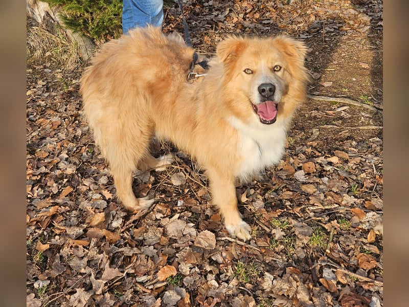 Kenzo sucht seine Menschen