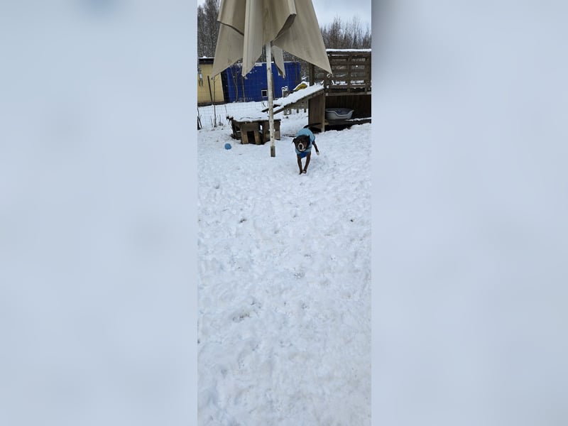 Dexter sucht ein neues Zuhause