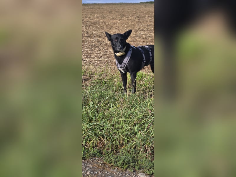 Maxi sucht ein neues Zuhause