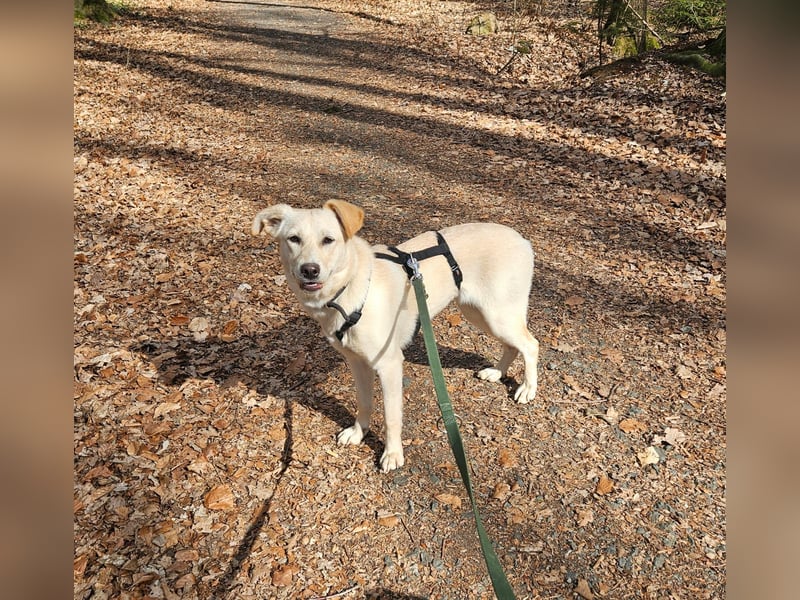 Melody sucht ein neues Zuhause