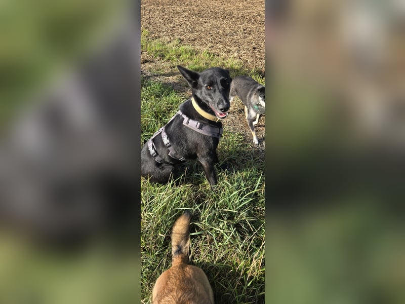 Maxi sucht ein neues Zuhause