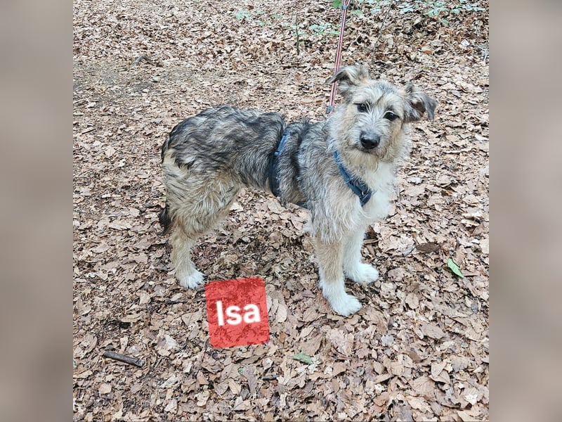 Isa sucht ein neues Zuhause