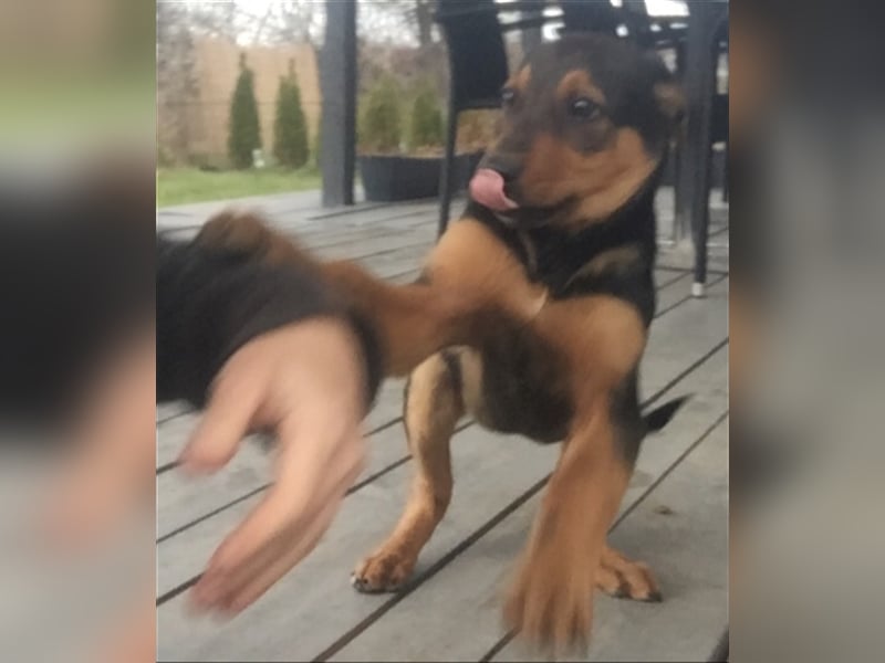 Max - aufgeweckter Junge sucht sein Körbchen