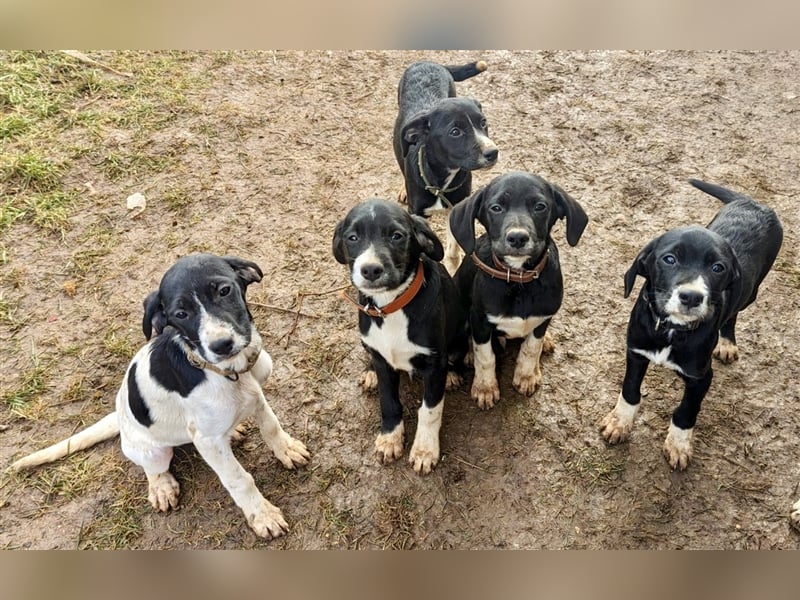Francis - sucht sein warmes Körbchen