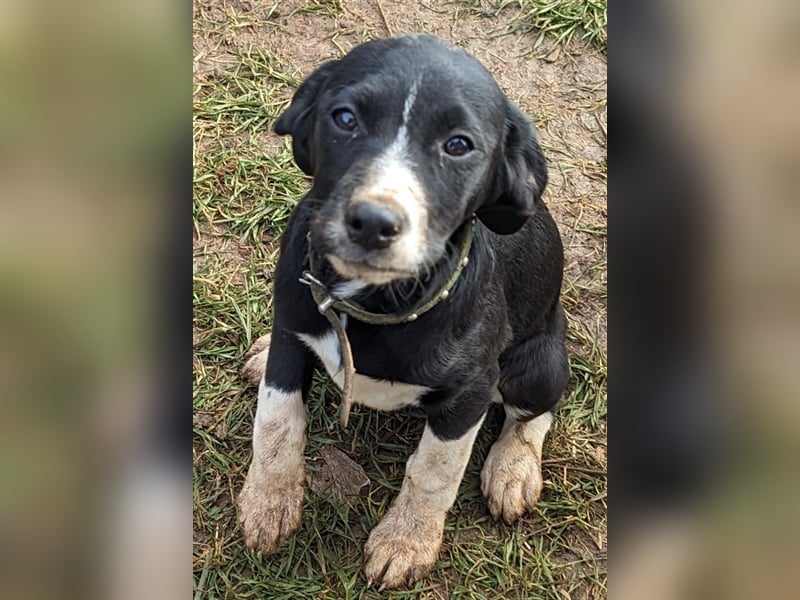 Flora - verschmust sucht ihr Körbchen