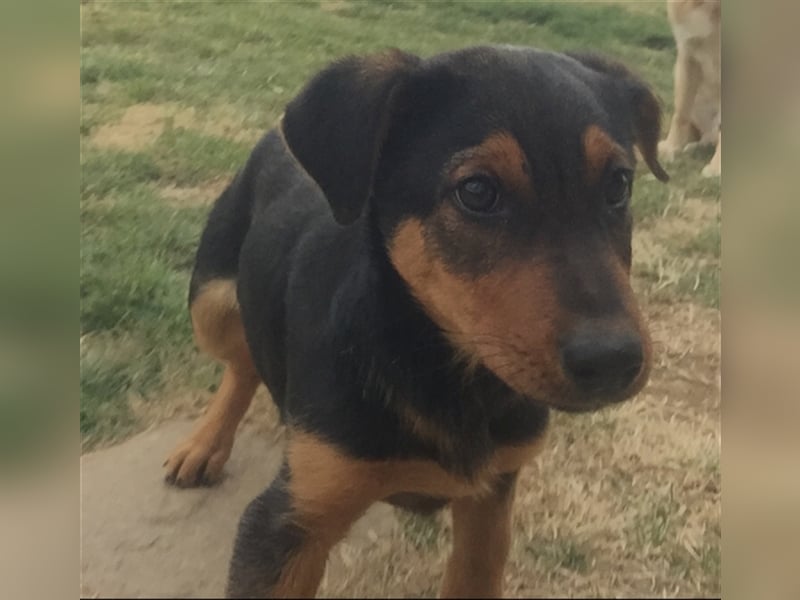 Max - aufgeweckter Junge sucht sein Körbchen