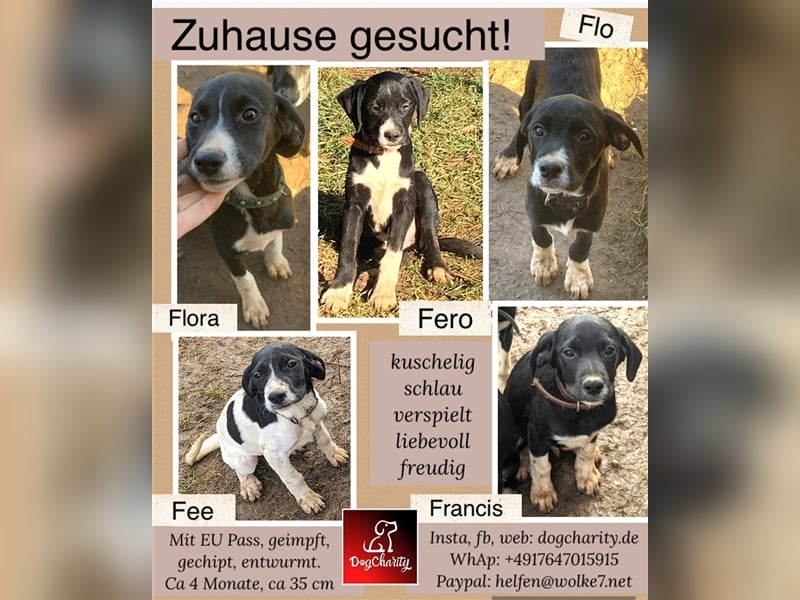 Flora - verschmust sucht ihr Körbchen