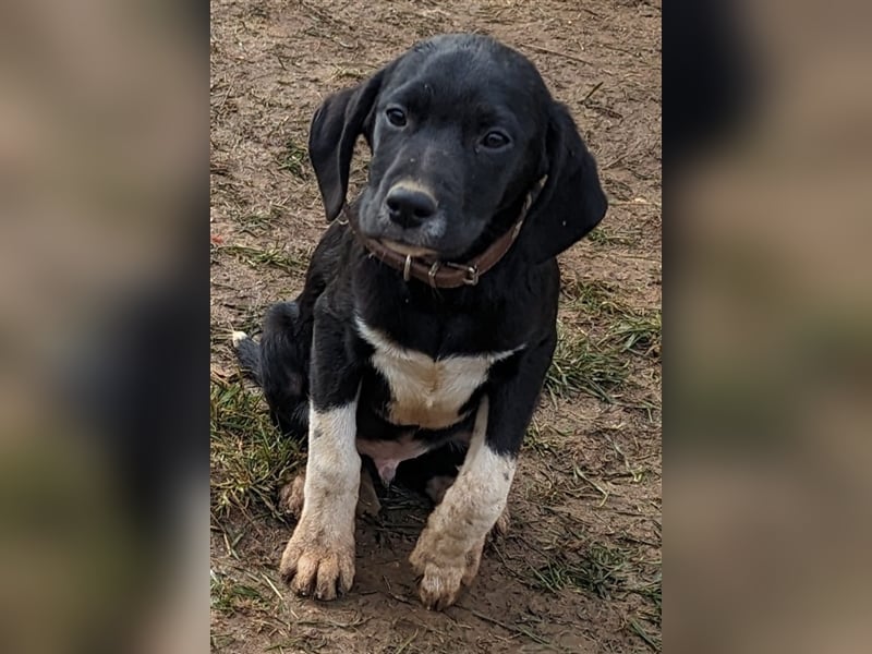 Francis - sucht sein warmes Körbchen