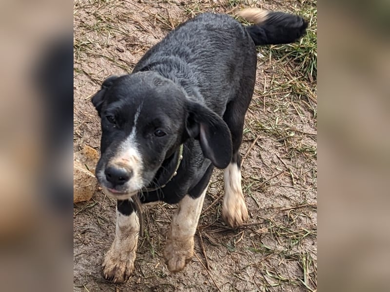 Flora - verschmust sucht ihr Körbchen