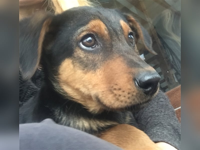 Max - aufgeweckter Junge sucht sein Körbchen