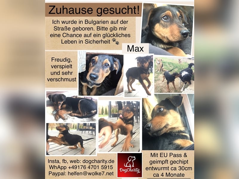 Max - aufgeweckter Junge sucht sein Körbchen