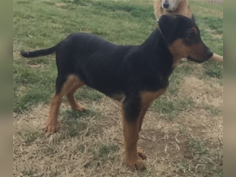 Max - aufgeweckter Junge sucht sein Körbchen