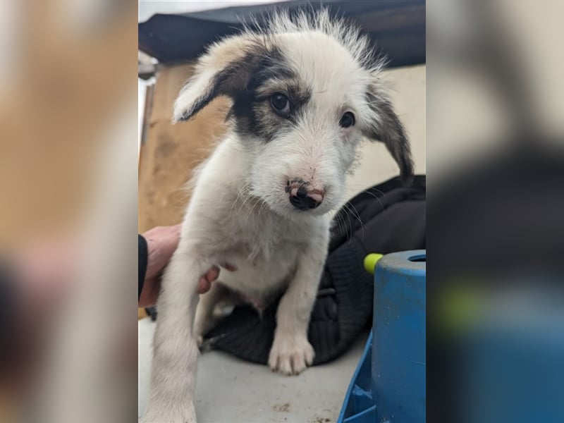 Alano - sucht seinen Kuschelpartner