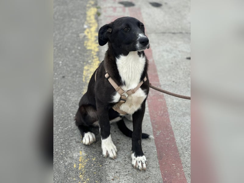 Woopy, wunderschönes Hundemädchen sucht zuverlässige Menschen