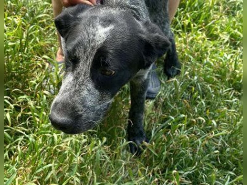 Berta, Hundemädchen sucht liebevolle Hände