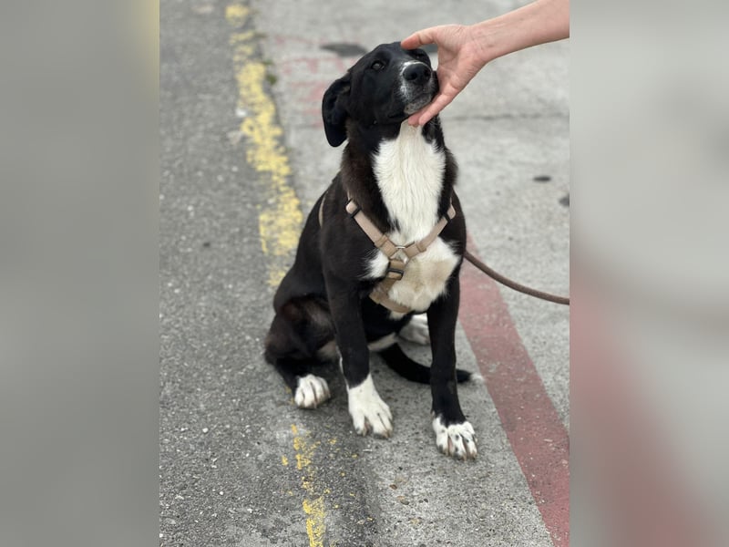 Woopy, wunderschönes Hundemädchen sucht zuverlässige Menschen
