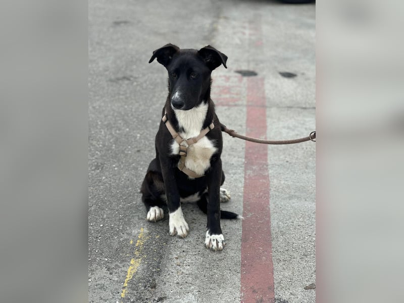 Woopy, wunderschönes Hundemädchen sucht zuverlässige Menschen