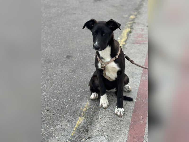 Woopy, wunderschönes Hundemädchen sucht zuverlässige Menschen