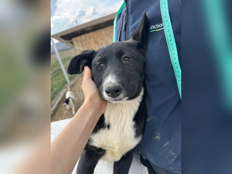 Woopy, wunderschönes Hundemädchen sucht zuverlässige Menschen