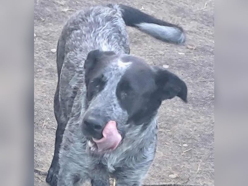 Berta, Hundemädchen sucht liebevolle Hände