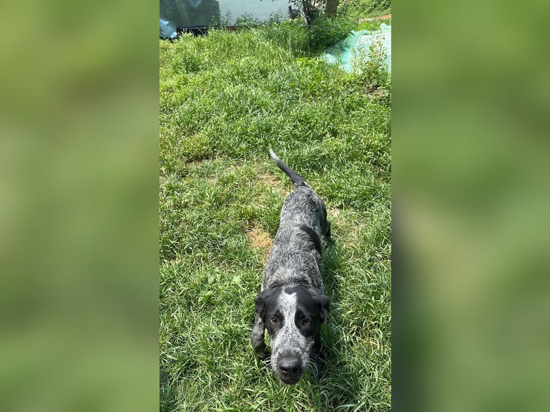 Berta, Hundemädchen sucht liebevolle Hände