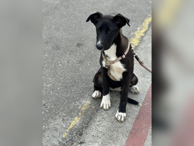 Woopy, wunderschönes Hundemädchen sucht zuverlässige Menschen