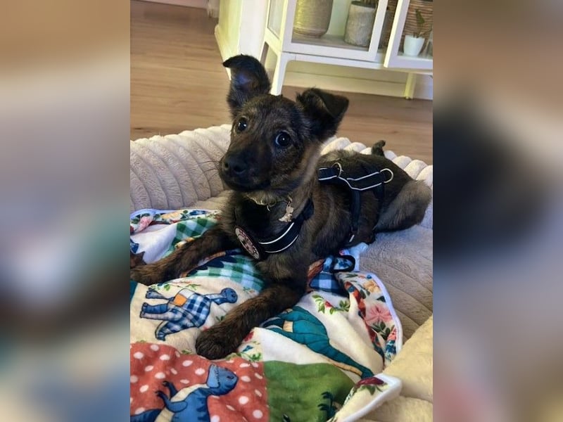 WINNIE - zauberhafter Hundejunge sucht sein Für-Immer-Zuhause