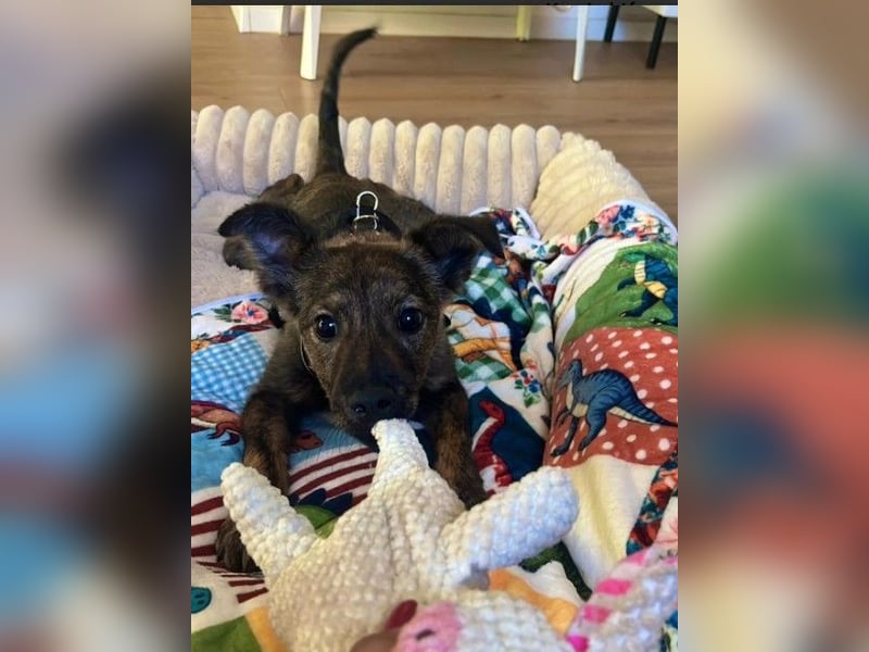 WINNIE - zauberhafter Hundejunge sucht sein Für-Immer-Zuhause