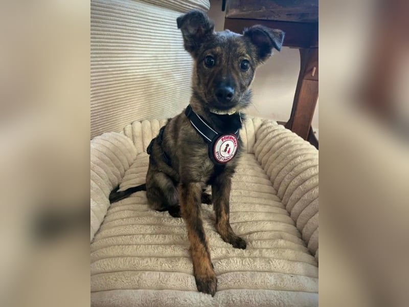 WINNIE - zauberhafter Hundejunge sucht sein Für-Immer-Zuhause