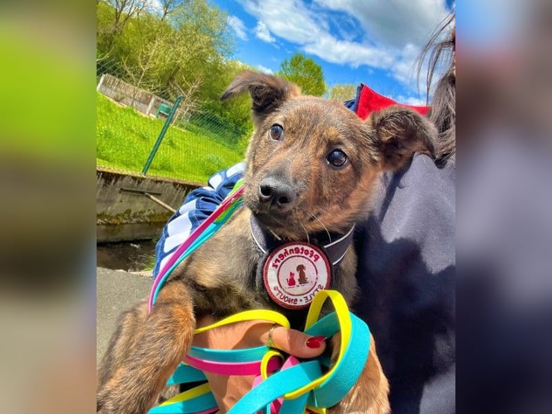 WINNIE - zauberhafter Hundejunge sucht sein Für-Immer-Zuhause