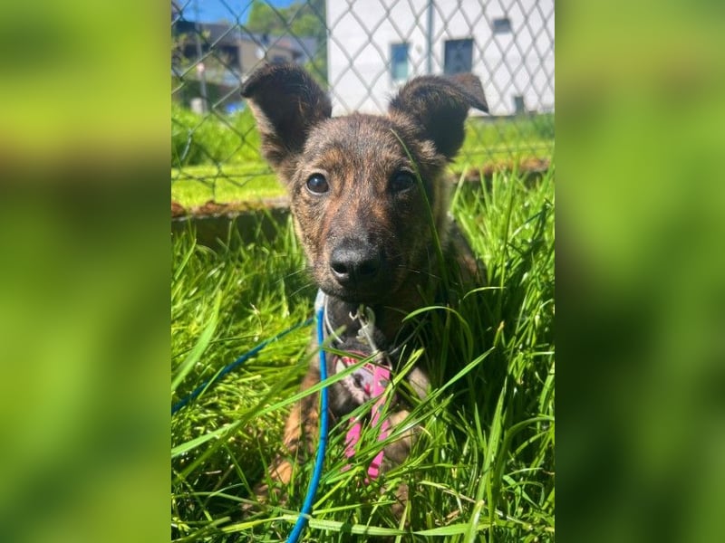WINNIE - zauberhafter Hundejunge sucht sein Für-Immer-Zuhause