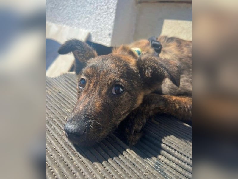WINNIE - zauberhafter Hundejunge sucht sein Für-Immer-Zuhause